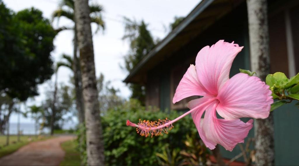 Backpackers Vacation Inn And Plantation Village Pupukea Esterno foto